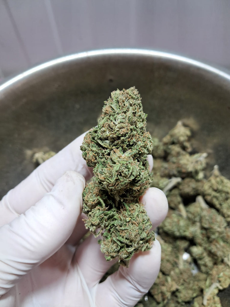 Girl Scoot Cookies