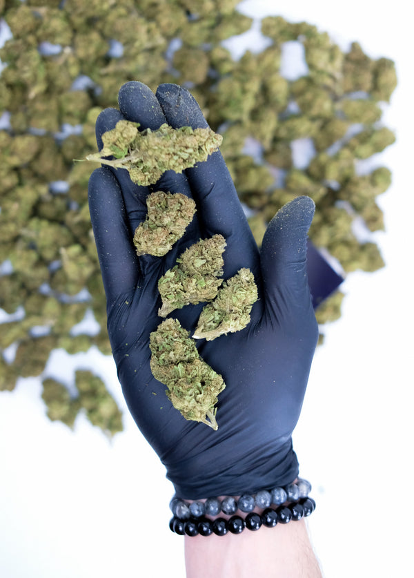 Gorilla Glue